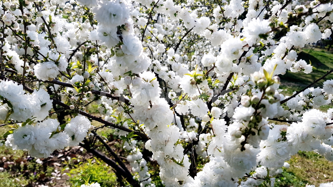 꽃,옥매,옥매화,흰매화,매화,흰꽃,봄,계절,spring,season,식물,자연,plants,nature,꽃,flower,plant,blossom
