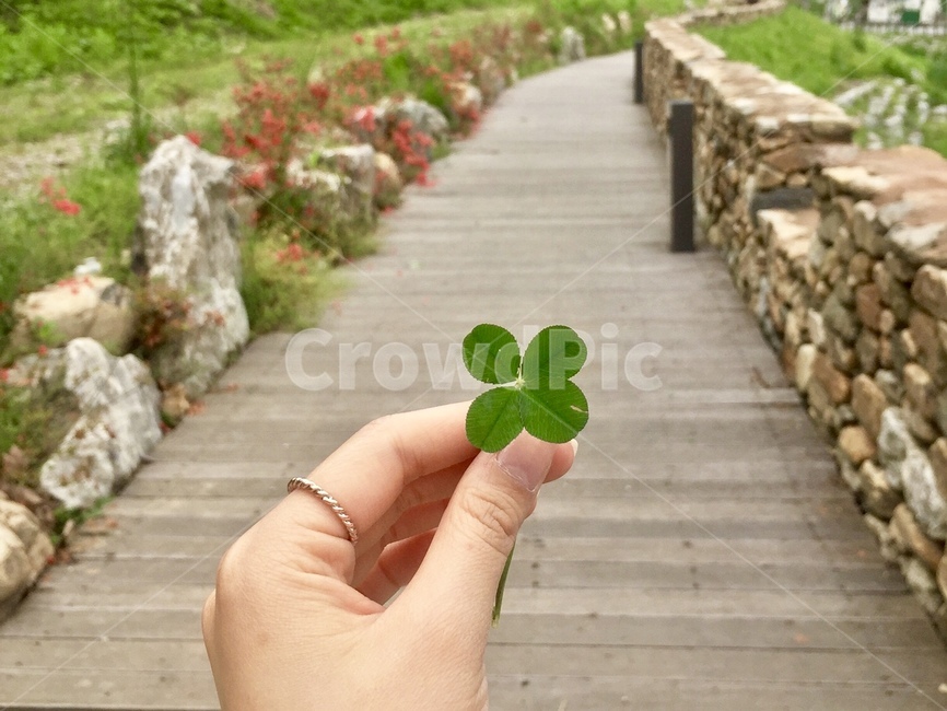 person,사람,human,인간,손,네잎클로버,크로바,반지,자연,식물,plant,잎,leaf,여자손,식물,자연,plants,nature,신체일부,몸,body