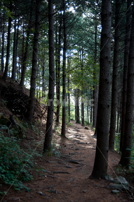 산음휴양림,산,산음,휴양림,숲,나무,잣나무,휴식,힐링,rest,relaxation,healing