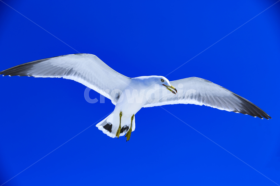 갈매기,조류,새,동물,날개,사냥,하늘,부리,bird,mewgull,commongull,부산갈매기,괭이갈매기,동물,animal,조류,새,birds