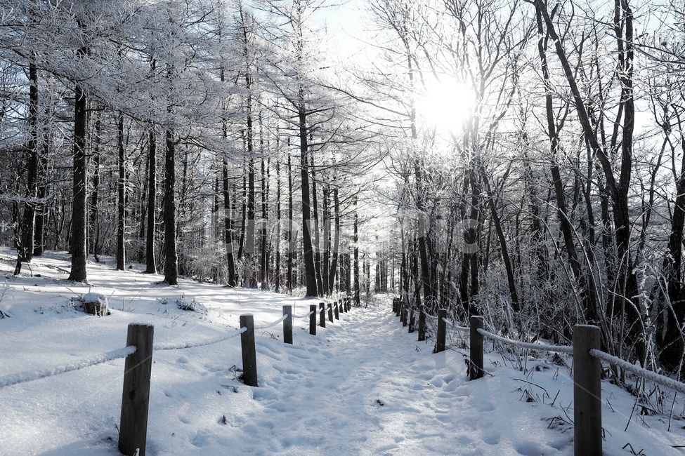 나무,겨울,눈,흰색,빛,태양,겨울,계절,winter,season,자연,풍경,nature,landscape,tree,plant,식물,outdoors,옥외