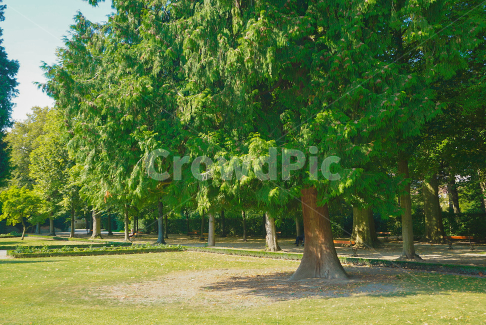 tree,나무,plant,식물,자연