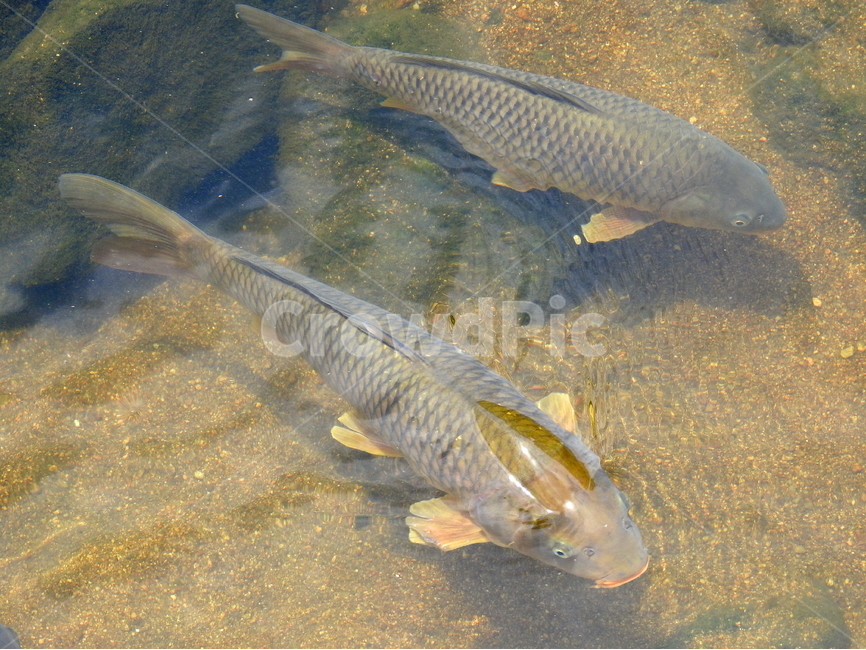 물고기,강,잉어,자연,물,동물,animal,어류,물고기,fish