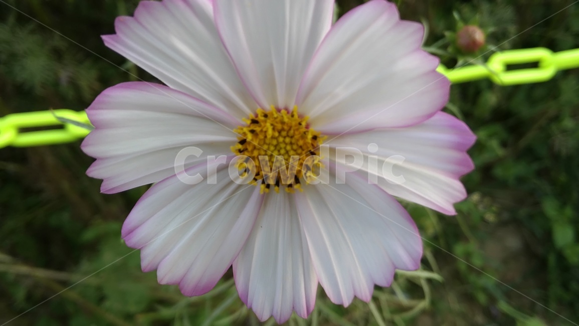식물,꽃,flower,이쁘다,화려한