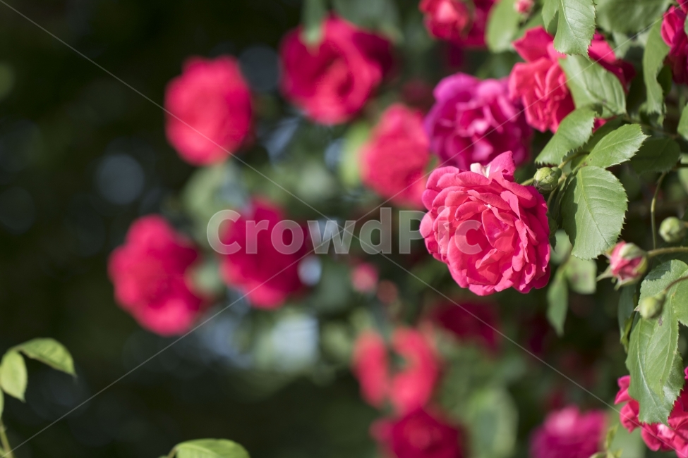 5월,장미,식물,꽃,봉오리,사진,단독사진,디자인,소스,포토,사진자료,배경,배경사진,풍경,봄,자연,환경,실외,낮,꽃봉오리,잎,꽃잎,나무,나뭇가지,봄꽃,빨간색,붉은색,다홍색,식물,자연,plants,nature,꽃,flower