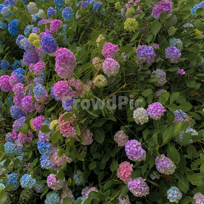 수국,꽃,자연,감성,배경