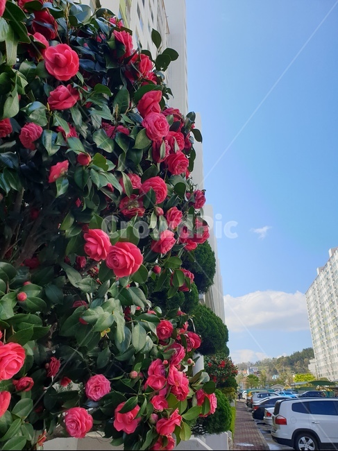 자연,꽃,식물,blossom,flower,동백,동백꽃,하늘,sky,natural,식물,자연,plants,nature,꽃,flower