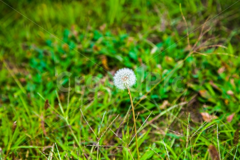 민들레,자연,꽃,민들레씨,씨앗,아웃포커싱,식물,자연,plants,nature,꽃,flower