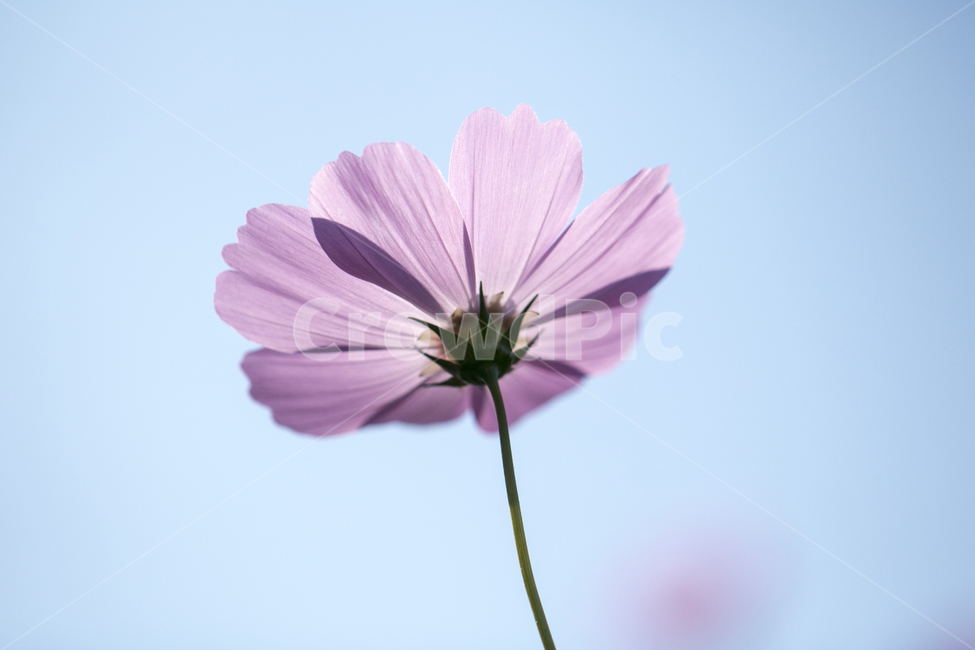 코스모스,꽃,접사,클로즈업,꽃잎,역광,자연,가을,식물,식물,자연,plants,nature,꽃,flower