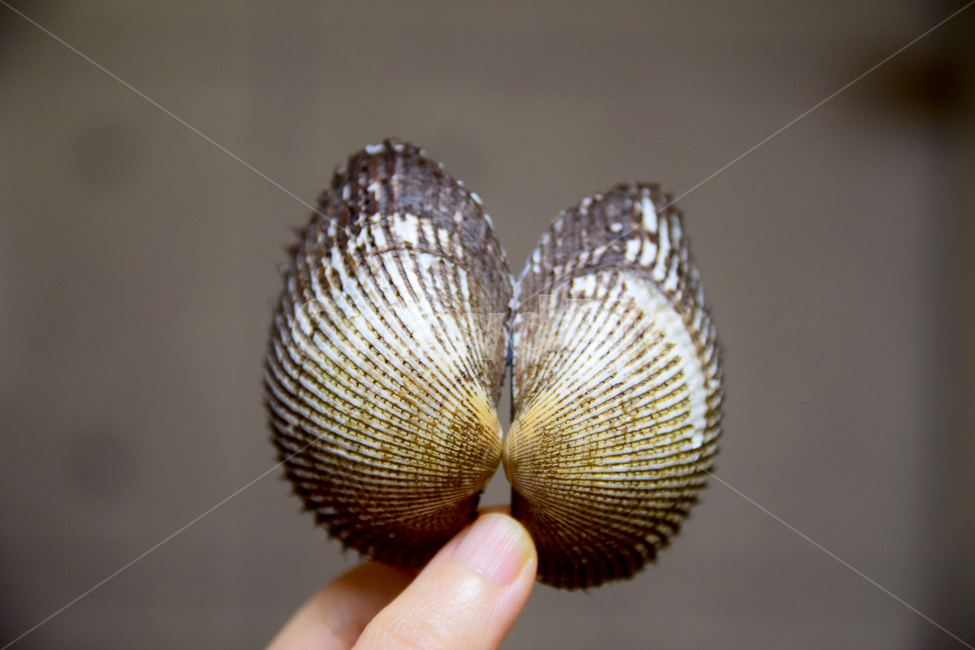 피꼬막,꼬막,꼬막껍데기,껍데기,피꼬막껍데기,조개,조개껍데기,shell,음식,식재료,요리,food,cook,meal,dishes,food reserves