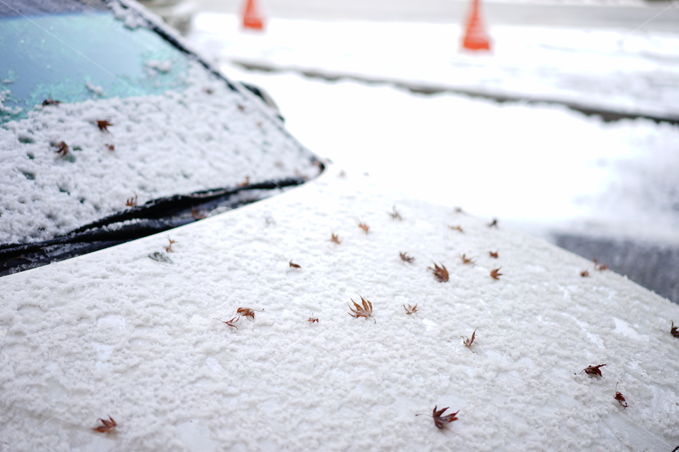 겨울,추위,눈,snow,잎,감성,감성사진,겨울이야기,날씨,계절,강추위,화이트,흰색,느낌,감성샷,스냅사진,하얀색,feel,겨울,계절,winter,season