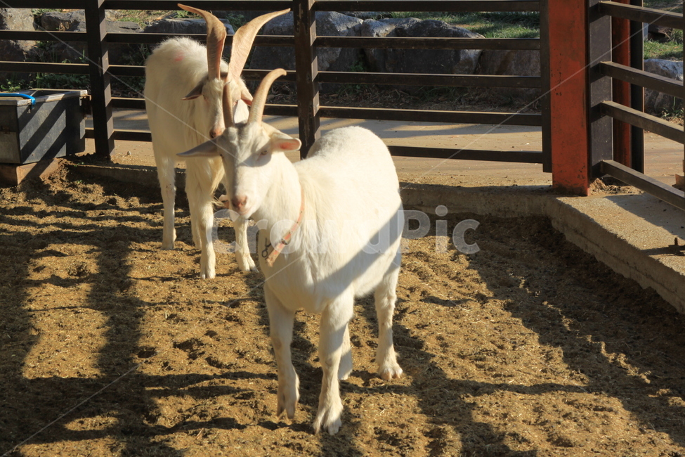 염소,goat,포유류,animal,동물,동물,animal,포유류,mammal
