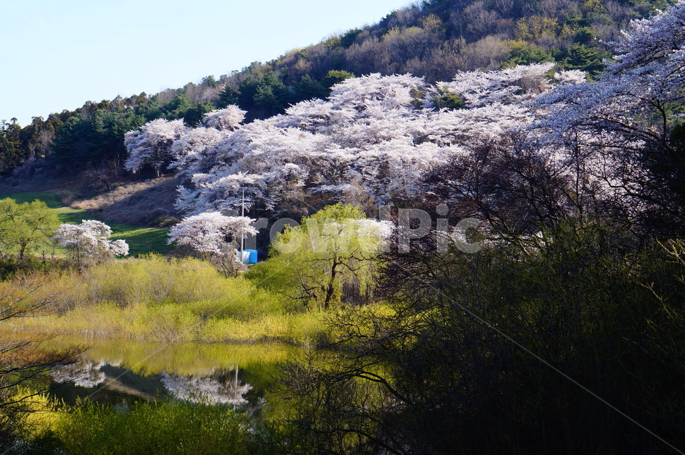 용비지,저수지,벚꽃,풍경,빛,봄,봄,계절,spring,season,자연,풍경,nature,landscape,plant,식물