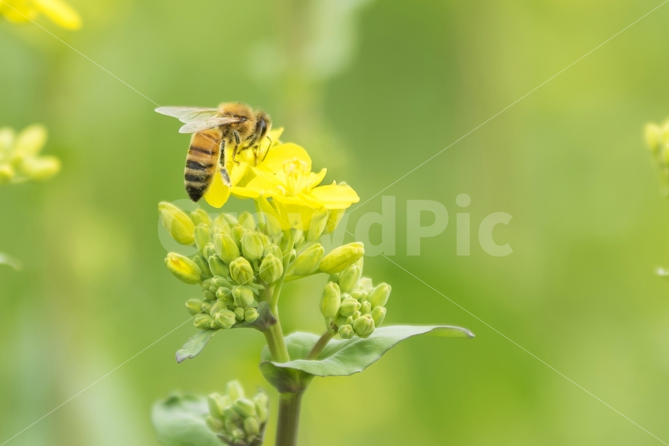 꿀벌,노랑,노랑꽃,여름,화초,일벌,벌,녹색,green,background,yellow,garden,bee,flower,nature,plant,정원,농장,화단,식물,꽃,자연,식물,자연,plants,nature,꽃,flower,동물,animal,곤충,벌레,insect,bug