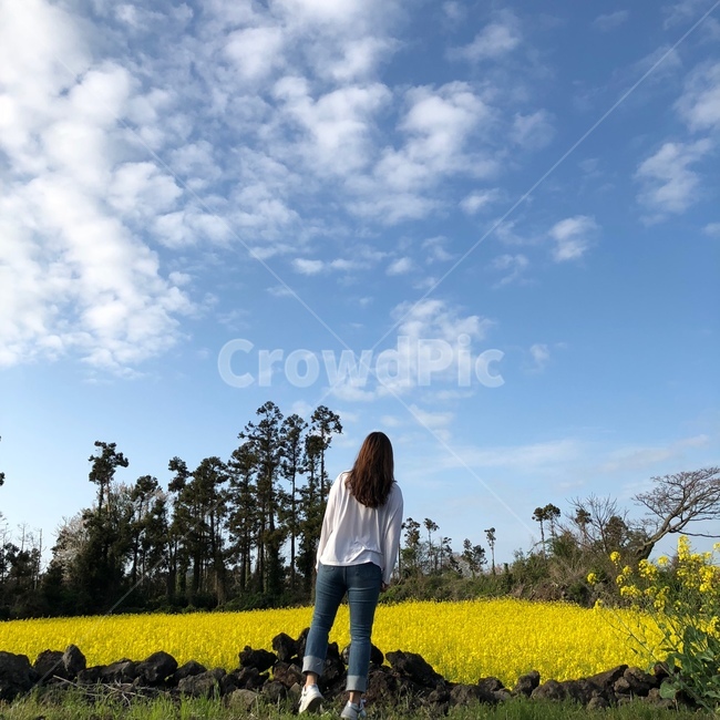 제주도,유채꽃,여자,하늘,봄,사람,인물,인간,human,person,여성,여자,woman,female,lady