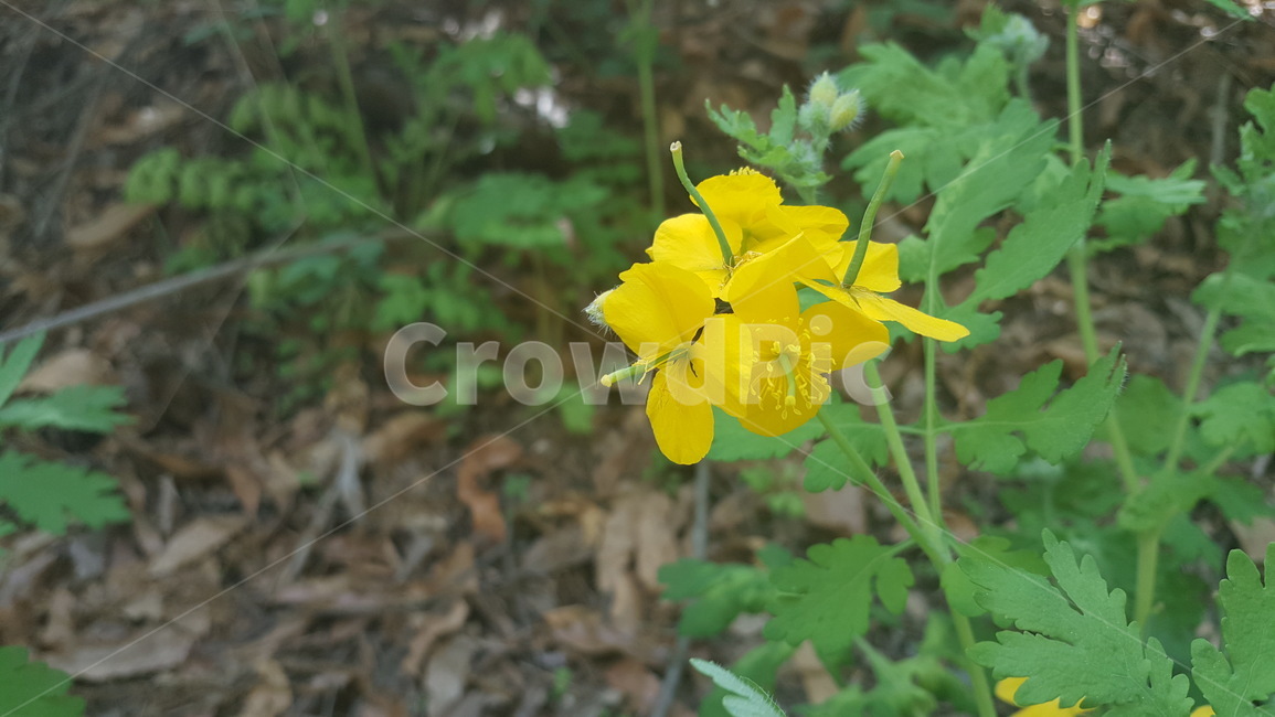 꽃,들꽃,식물,노란꽃,봄,식물,자연,plants,nature,꽃,flower