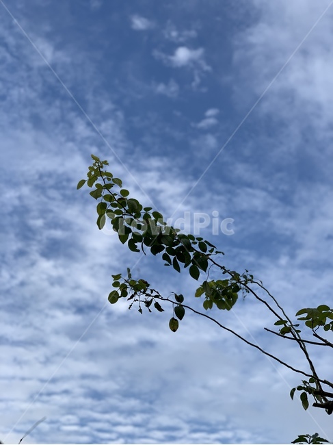 하늘,나무,식물,구름,풍경,sky,tree,plant,cloud,landscape