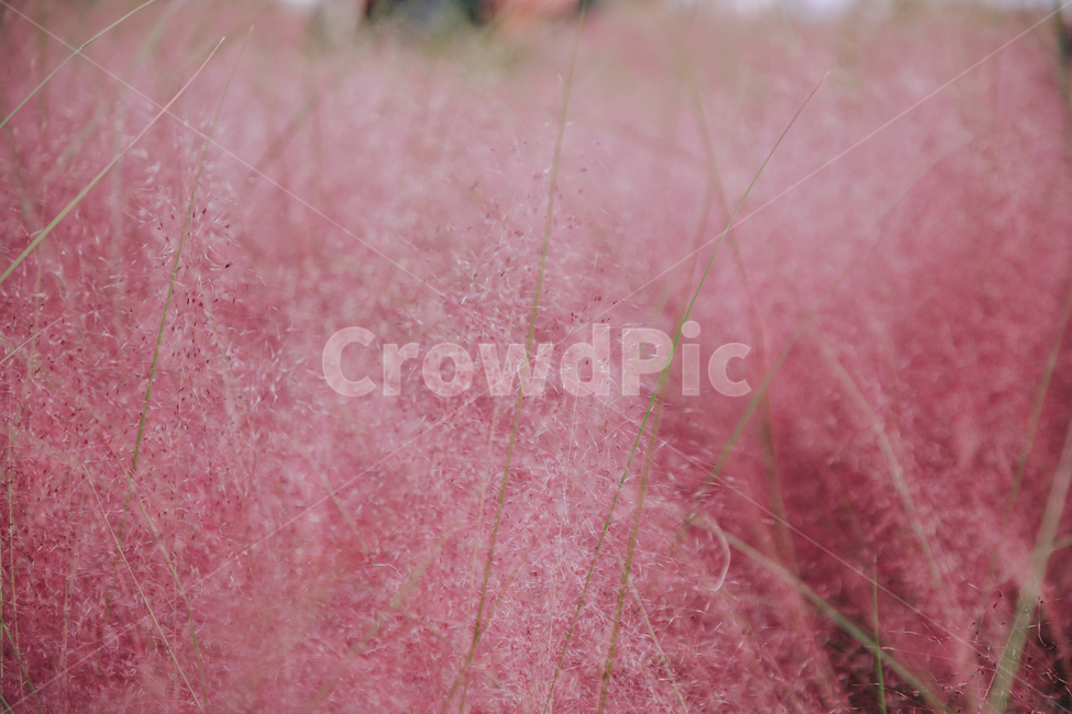 가을,식물,자연,분홍,핑크,핑크뮬리,가을,계절,fall,autumn,season,식물,자연,plants,nature