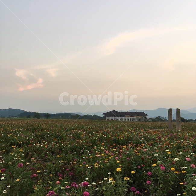 경주,꽃밭,꽃,감성,가을
