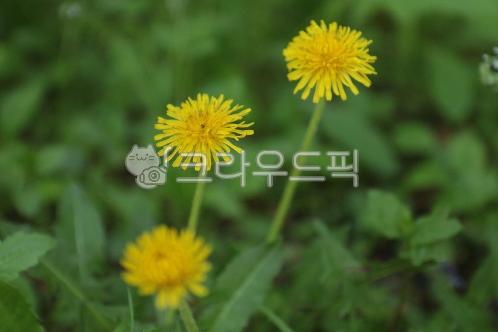 꽃,식물,민들레,flower,nature