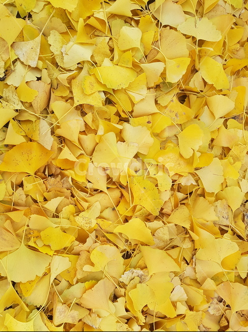은행,가을,노랑,autumn,leaf