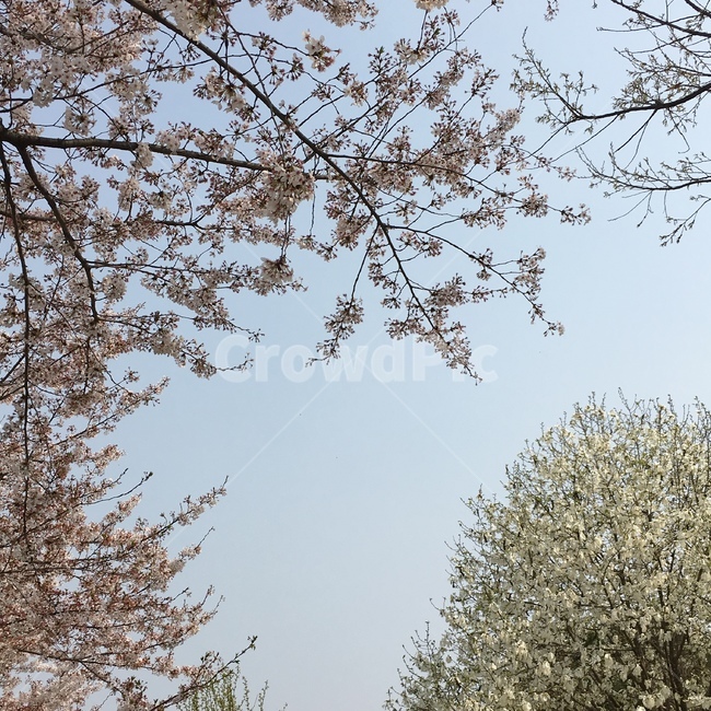 봄,벚꽃,나무,자연,꽃,하늘