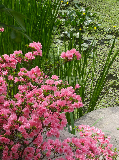 꽃,정원,수풀,공원,여름,식물,자연,plants,nature,꽃,flower
