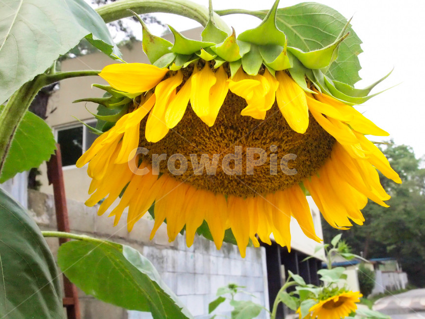 해바라기,여름,꽃,식물,자연,plant,blossom,flower,식물,자연,plants,nature,꽃,flower