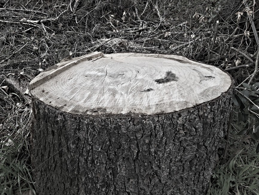 나무,나무밑동,흑백사진,oldstemp,tree,stump