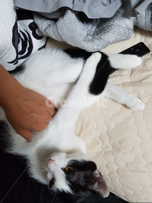 코숏,고양이,흰색,검정색,핑크,동물,animal,포유류,mammal,고양이,cat,kitten,kitty