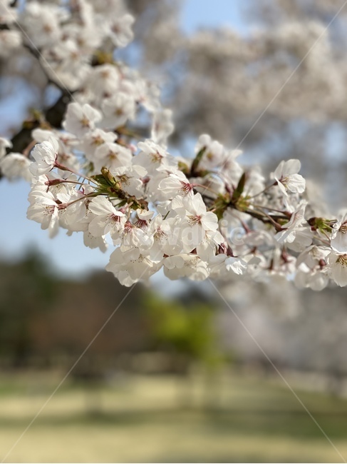 plant,식물,flower,꽃,벚꽃,blossom,파크,공원