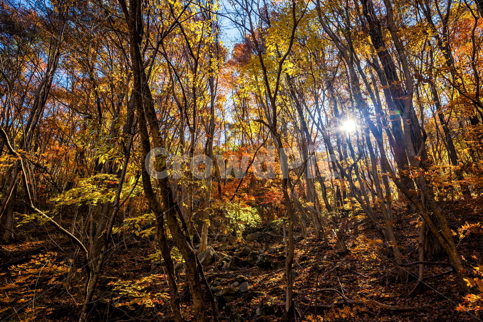 단풍,가을,autumn,fall,계절,가을,계절,fall,autumn,season,자연,풍경,nature,landscape,tree,나무,plant,식물,sunlight,햇빛
