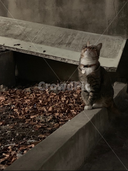 고양이,코숏,집고양이,가을,낙엽,동물,animal,포유류,mammal,고양이,cat,kitten,kitty