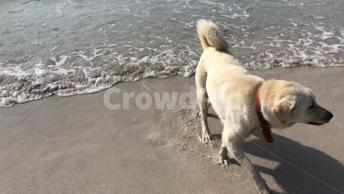 개,dog,puppy,파도,강아지,바다,모래사장,리트리버,진돗개