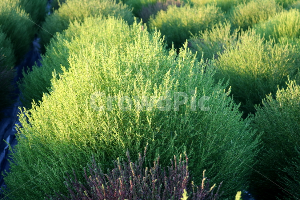 댑싸리,꽃댑싸리,식물,자연,대싸리,공쟁이,식물,자연,plants,nature