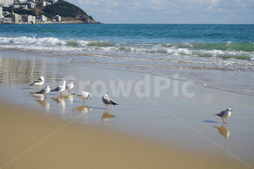 부산,해운대,바다,갈매기,파도,동물,animal,자연,풍경,nature,landscape,해변,바다,beach,sea,조류,새,birds,bird,outdoors,옥외,ocean,대양,water,물,land,땅