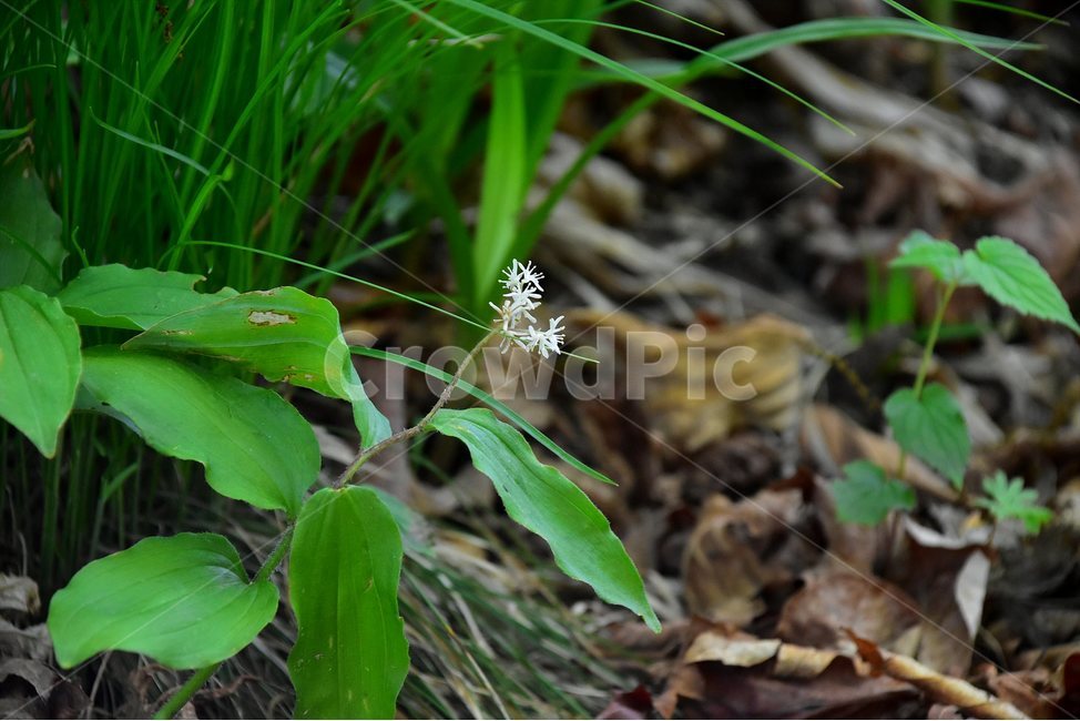 풀솜대,야생화,꽃,식물,자연,생태,플라워,flower,plants,nature,식물,자연,plants,nature,꽃,flower