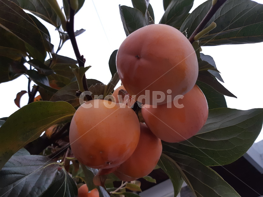 plant,food,식물,감,fruit,과일,감나무,단감,나무,자연,재배,마당,농사,가을,추석,추수,주황색,노란색,음식,달콤한,곶감재료,열매,농장