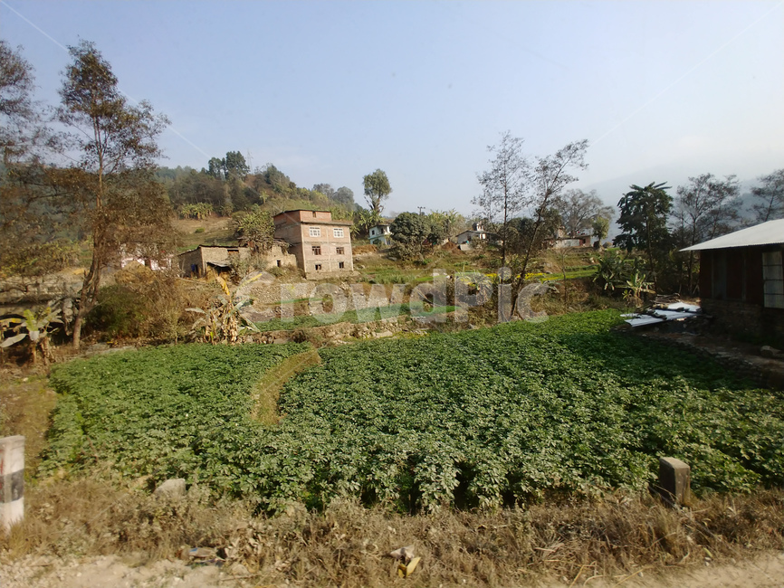 밭,네팔,집,계단식,나무,시골,마을,풍경,landscape,country,rural,town,해외,외국,세계,foreign,oversea,world