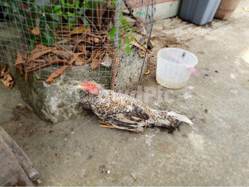 닭,동물,인도네시아,새,chicken,bird,indonesia,animal,동물,animal,조류,새,birds