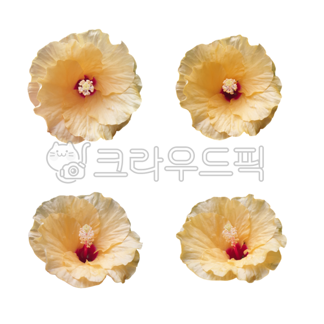 Flower Nuki,Real Flower Nuki,Flower Petal Nuki,Flower PNG,Western Rose Nuki,Photoshop Source,Design Source,Flower Design Source,Graphic Source,Flower Sticker,Flower Icon,Real Flower Sticker