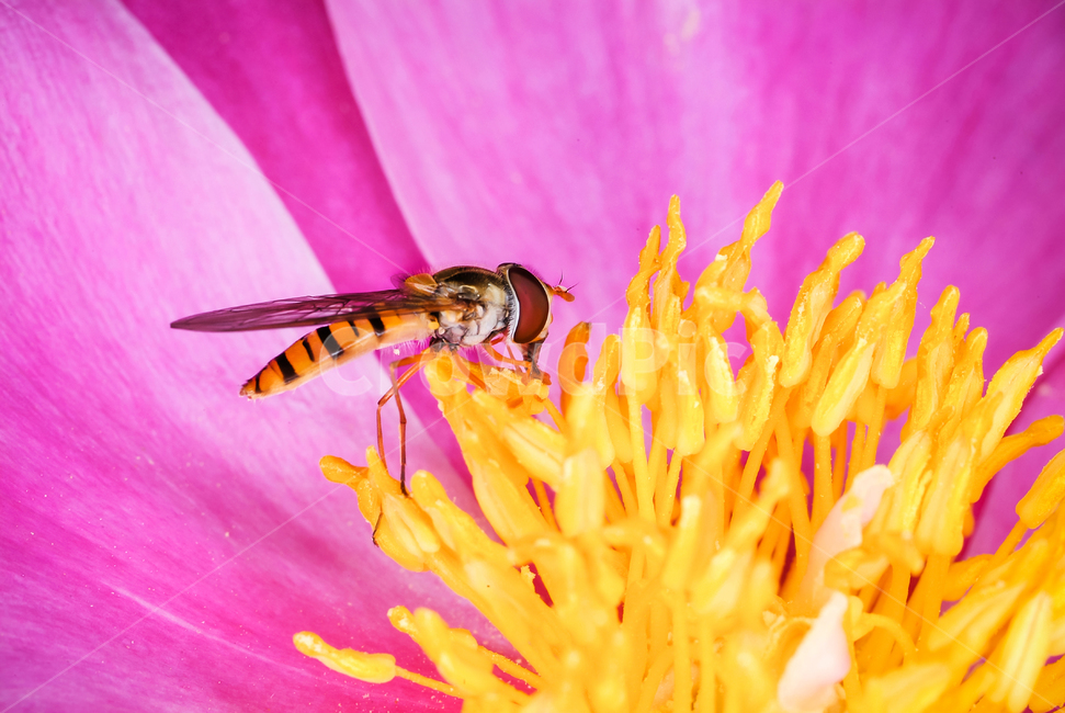 응애,곤충,봄,꽃,접사촬영,동물,animal,곤충,벌레,insect,bug