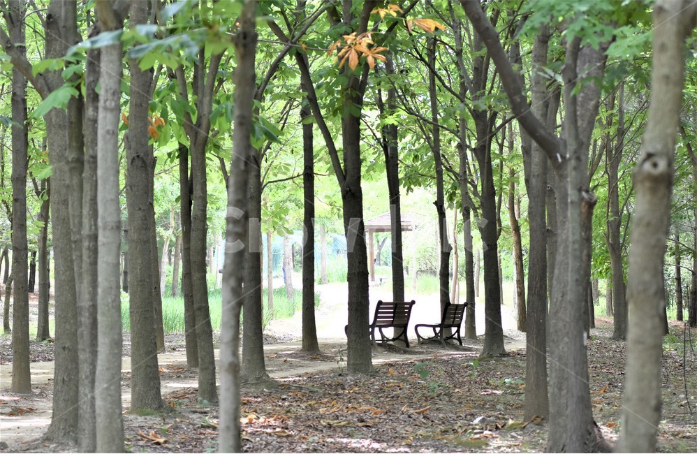 벤취,숲속,초여름산,나무그늘,무성한나뭇잎,자연,풍경,nature,landscape,식물,plants,나무,trees,wood,휴식,힐링,rest,relaxation,healing,vegetation,초목,plant,tree,forest,숲,woodland,삼림지,land,땅,outdoors,옥외,grove,작은 숲,tree trunk,나무 줄기