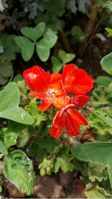 꽃,하늘,바다,잎,식물,자연,flowers,sky,sea,leaf,plants,nature