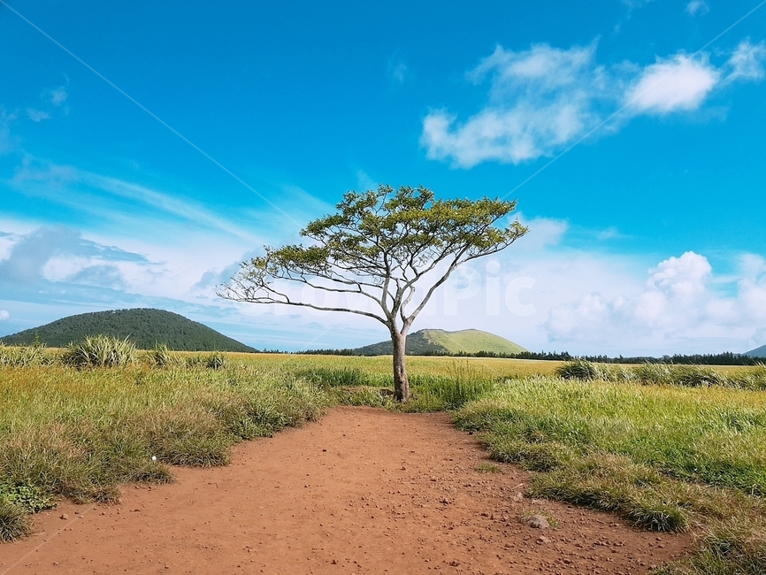 제주도,나홀로나무,파란하늘,풍경,제주,나무,jejuisland,tree,자연,초원,자연,풍경,nature,landscape,식물,plants,나무,trees,wood,ground,바닥,outdoors,옥외,grassland,목초지,field,들,savanna,대초원