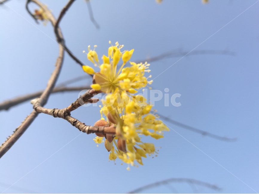 산수유,봄,아침,파란하늘,식물,접사,꽃,자연,계절,봄,계절,spring,season,식물,자연,plants,nature,꽃,flower