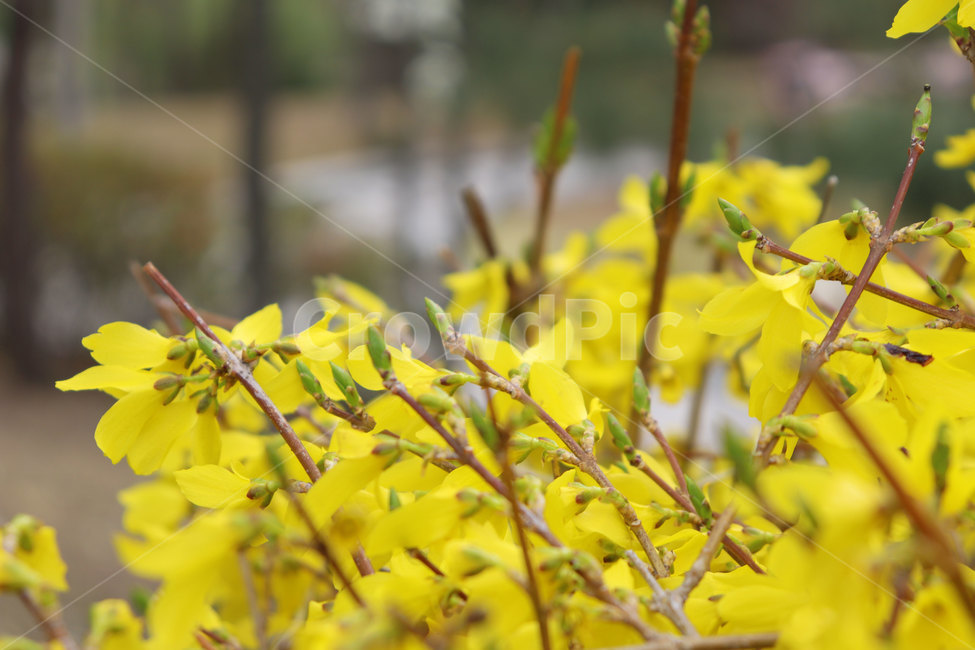 개나리,봄꽃,계절,spring,forsythia,식물,plant,flower