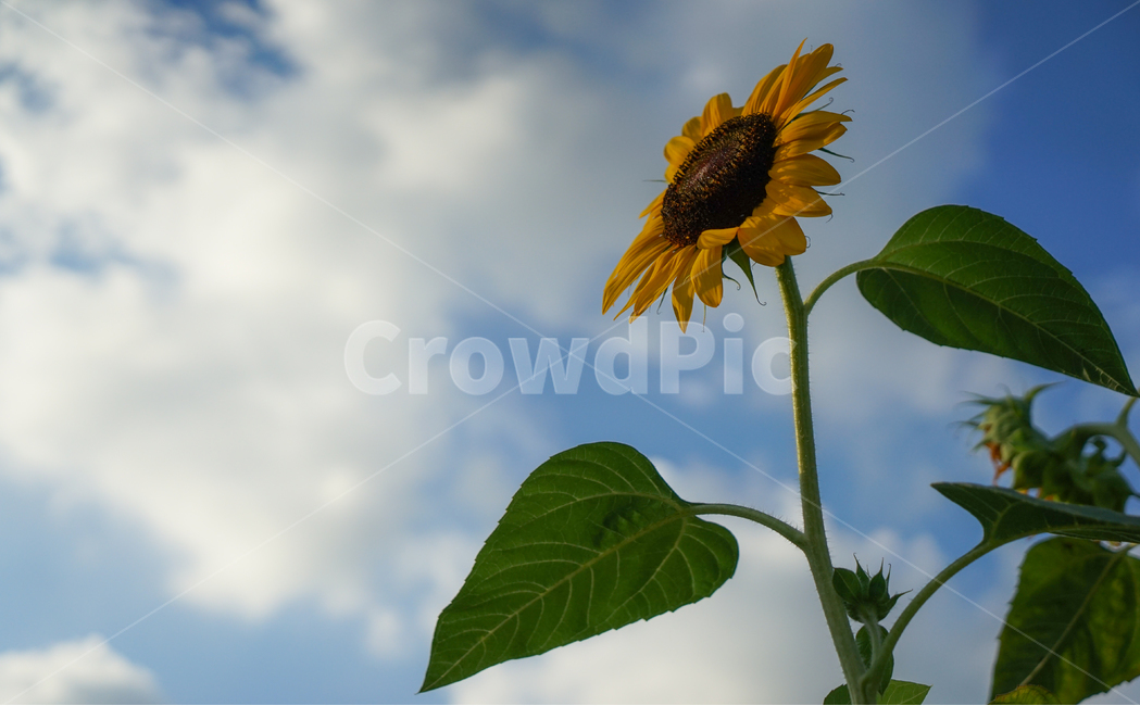 꽃,해바라기,식물,농사,농작물,견과,씨앗,하늘,구름,여름,계절,summer,season,가을,fall,autumn,식물,자연,plants,nature,꽃,flower,plant,blossom