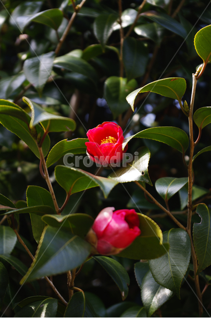 꽃,식물,flower,plant,동백,동백꽃,잎,봄꽃