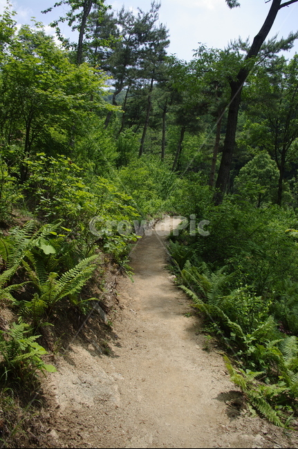 길,숲,초록,나무,잎,식물,plant,계절,봄,spring,자연,풍경,nature,landscape,gravel,자갈,road,도로,dirt road,흙길,ground,바닥,path,통로